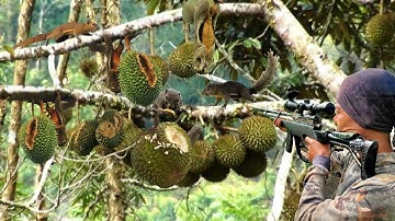 HABIS SEMUA BUAH DURIAN DI RUSAK HAMA TUPAI SAMPAI TAK BERSISA..