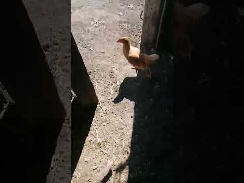 спидран по курочкам