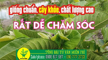 Cách trồng ổi ruby cách chăm sóc ổi ruby mới trồng ❤ SIÊU THỊ CÂY GIỐNG 0907773733  ❤