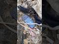 This iPhone Was Thrown Away?! 🤯 #TrashQuestUSA#DumpsterDiving#iPhoneFound#TrashToTreasure#USA#Shorts