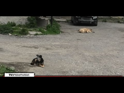 გორში აგრესიული ცხოველები მომრავლდა - საზოგადოების დაუდევრობა თუ თავშესაფრის უმოქმედობა 4.05.2022