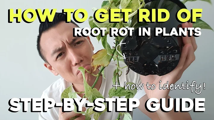 How to get rid of Root Rot | Step-by-Step Guide | Remove Root Rot with me!