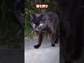声がチェンジする猫？(クロネコの高速通過) Cat running at full speed (Kobe City, Japan)