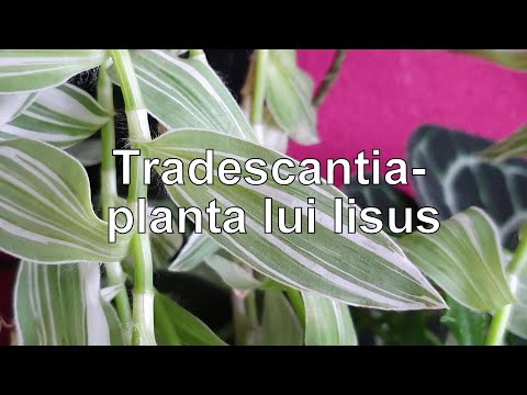 Video: Specii Tradescantia și Cultivare