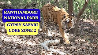 Ranthambore Morning Gypsy Safari Tiger Spotting In Ranthambore Tiger Sighting Ranthambore Zone2