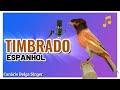 [EXCELENTE] Timbrado Español Original - Canção de treinamento de canário - Canary Training Song