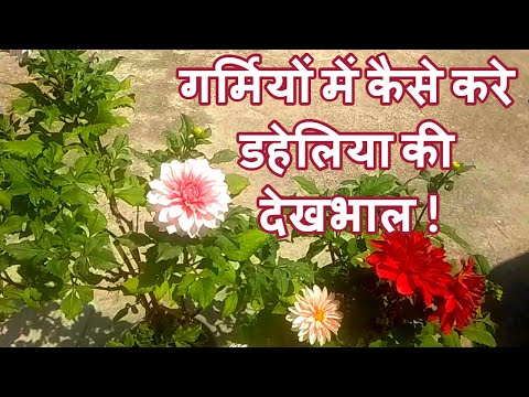How to Grow & Care Dahlia Flower Plant