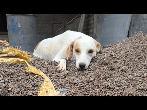 Dogs ki seva se mere Zindagi me positive changes @varshaghenge