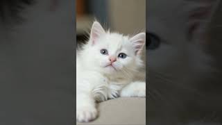 Are You Mad  Nooooo     funny pets ai cute kitten catshorts talkingcats cutecat