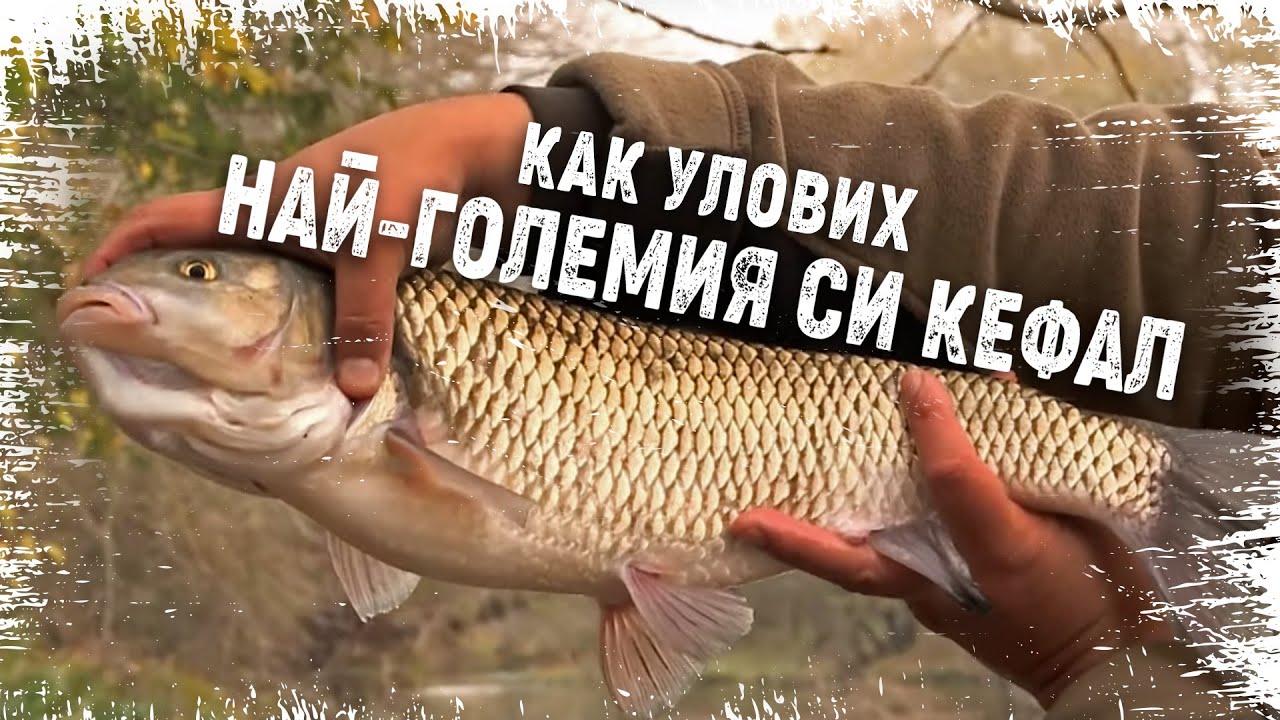 Как улових НАЙ-ГОЛЕМИЯ си КЕФАЛ - колкото протегната ръка?...