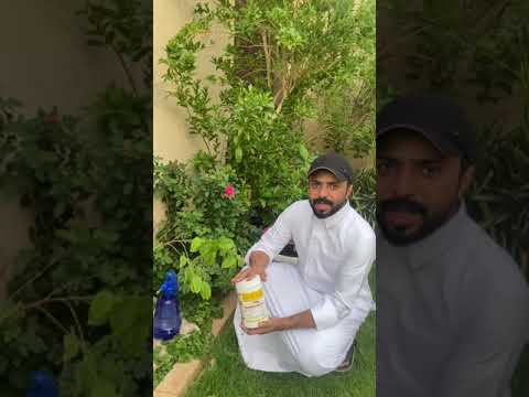 مبيد نمل و حشرات قوي وفعال