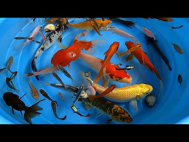 Betta Koi Pleco Snail Carp Fish Goldfish Angelfish Guppy Guppies Catfish animals Videos class=
