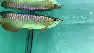 24k Malaysian Golden Arowana BCA