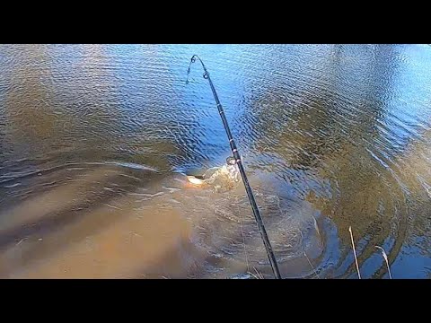 MASSIVE fish breaks my fishing rod 