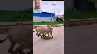 Angry Donkey Seeks Revenge The Most Epic Encounter Caught On Camera