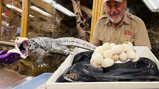 Giant Python Egg Clutch and I feed the Infertile's to my Lizards