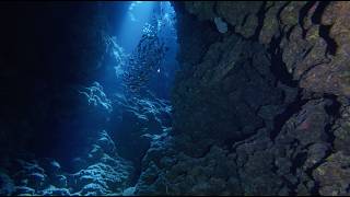 New Divers Exploring The Canyon Dive site