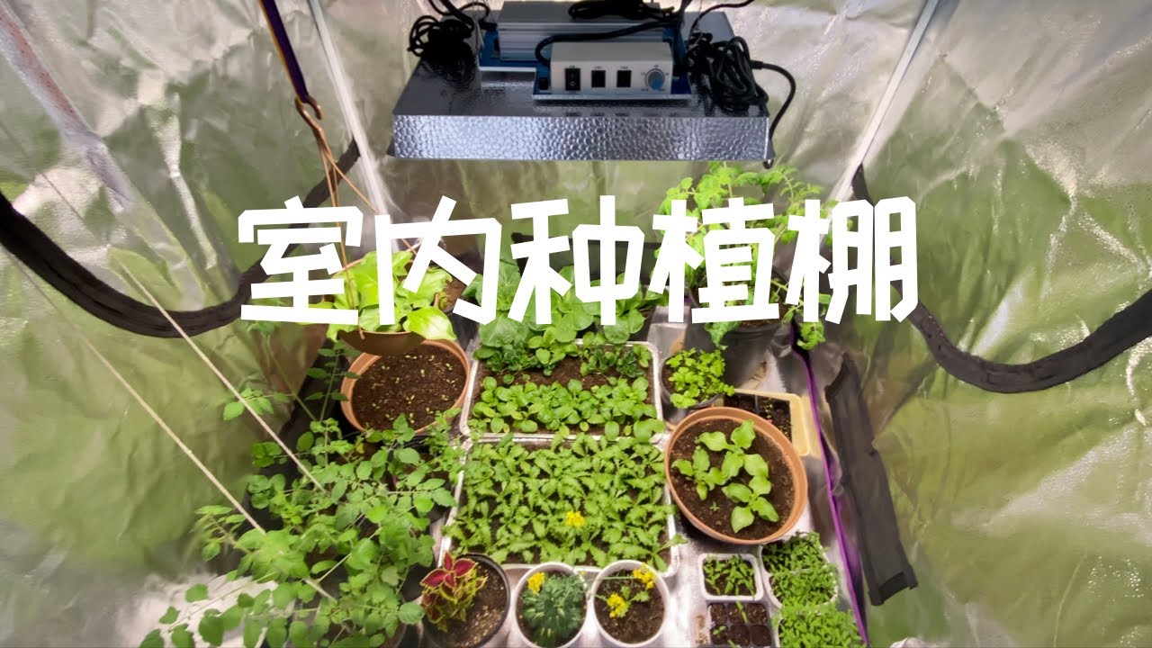 冬春种菜育苗 我的小小室内菜棚mars Hydro 生长灯是终结育苗徒长的利器 番茄育苗更新 Youtube