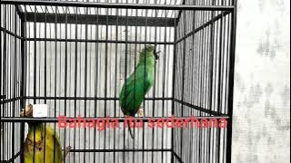 Burung Cucak Ijo Masteran Pijantung, tembakan Pijantung