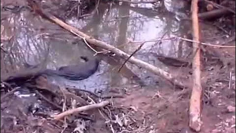 trapping 2013-2014 end of season