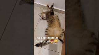 Cats are good at exercise#funny#😺😺#🤗🤗#try