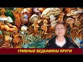 ГРИБНЫЕ ВЕДЬМИНЫ КРУГИ  № 2298