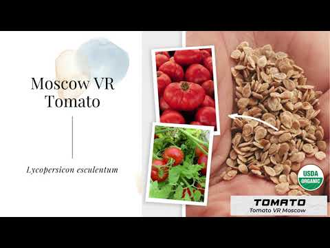 Video: Tomato Moscow delicacy: variety description