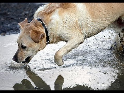 Video: Leptospirosi Nei Cani: Sintomi, Cause, Trattamento