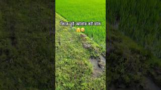 new funny video🤣 #funny #funnyvideos #comedy #comedyshorts #fox #fyp #reels #explore
