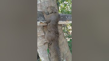 Jerat tupai