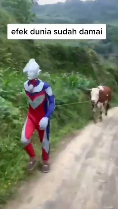 story wa 30 detik,ultramen,belajar sapi.#shorts #storywa