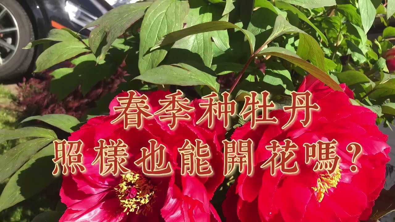 春季种牡丹真的不能开花吗 Youtube