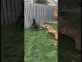 Pitbulls vs Leopard &ndash; Unbelievable Home Defense! 🐾🔥