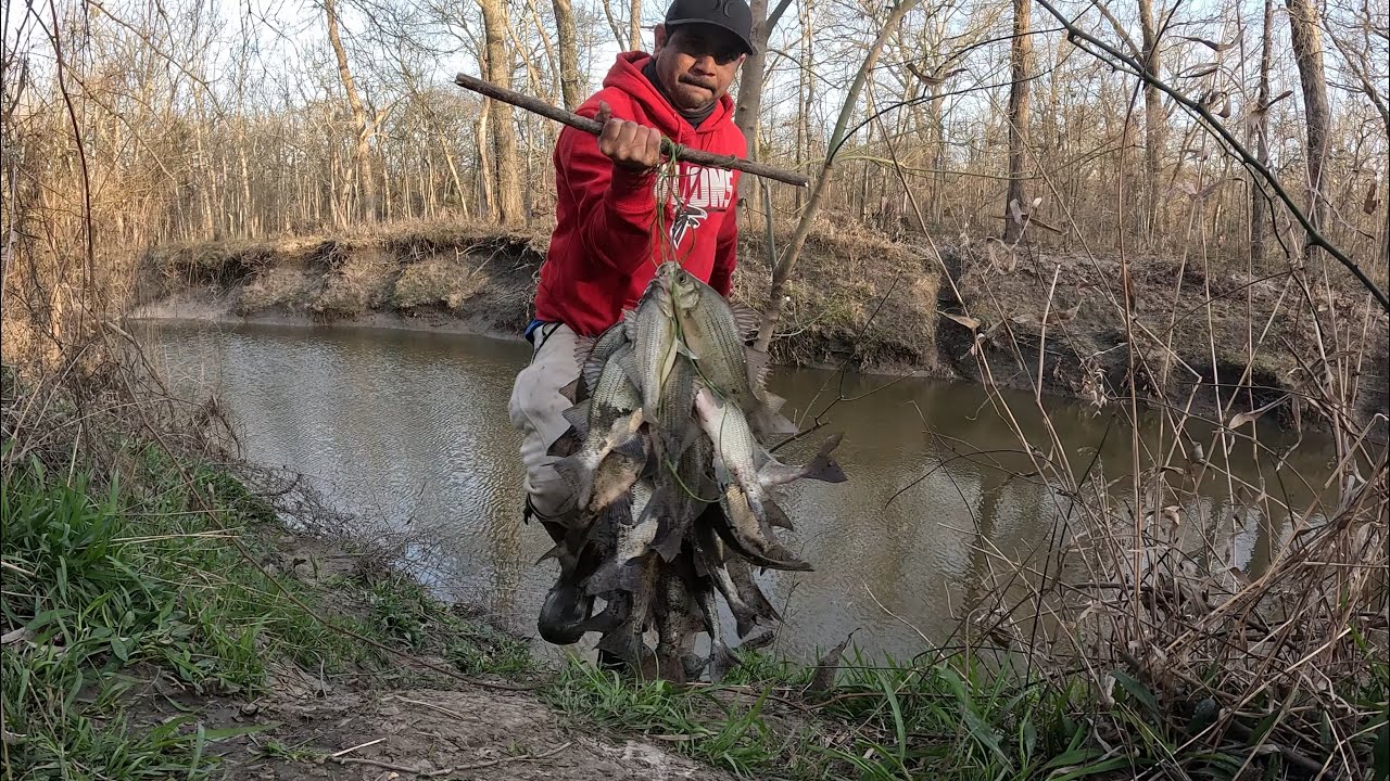 Pesca de mojaras blancas white bass 