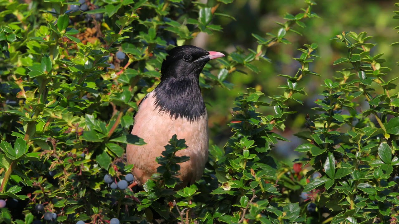 Rose Coloured Starling