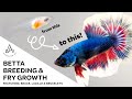 Fancy Koi Betta Breeding & Fry Growth - Day 1 to adult plakat HMPK