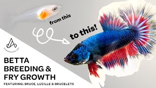 Fancy Koi Betta Breeding & Fry Growth - Day 1 to adult plakat HMPK