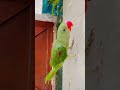 parrot sound #shortvideo #shortvideo #viralvideo #youtubeshorts