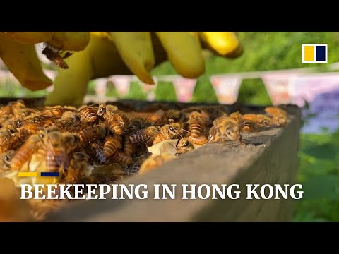 Third-generation Hong Kong beekeeper demonstrates how honey is collected