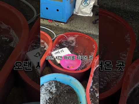 싱싱한 민물고기를 만날 수 있는, 안동민물고기🫧