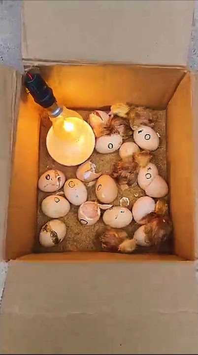 Mesin tetas dari kardus #ayam #suksesternakayamkampung #ayamkampung