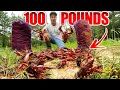 Stocking WORLD'S LARGEST 100 LB Crawfish into My BACKYARD POND!!