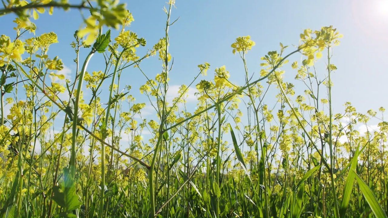 Nuseed U.S. & Canada - NC527CR TF Canola Trials are In! (Feb'22) - YouTube