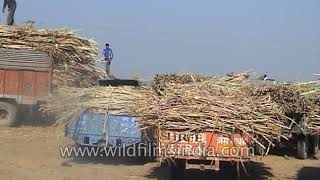 Truckloads of sugarcane to be transported to factories for the production of sugar