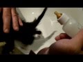 HOW TO BOTTLE FEED A KITTEN THAT WON'T EAT