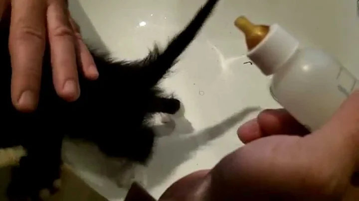 HOW TO BOTTLE FEED A KITTEN THAT WON'T EAT