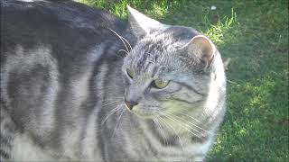 CAT FRIENDS FIGHTING AND PLAYING in the garden/ What is really cat pipe for? by kotomaniak 73 views 2 years ago 2 minutes, 44 seconds