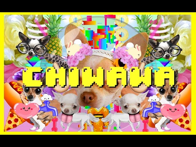 洋楽 CAWDA WAWDA 洋楽 CAWDA WAWDA 洋楽 CAWDA WAWDA CHIWAWA SONG - JUST DANCE