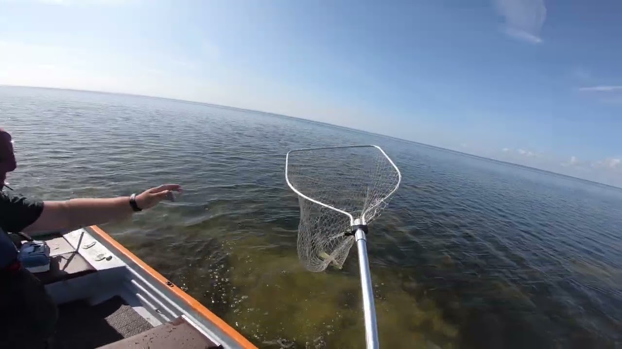 Haugi Hirmud Saaremaal 20 08 2024