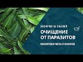 Эвкалиптовая чистка от паразитов - Лабиринты Знаний